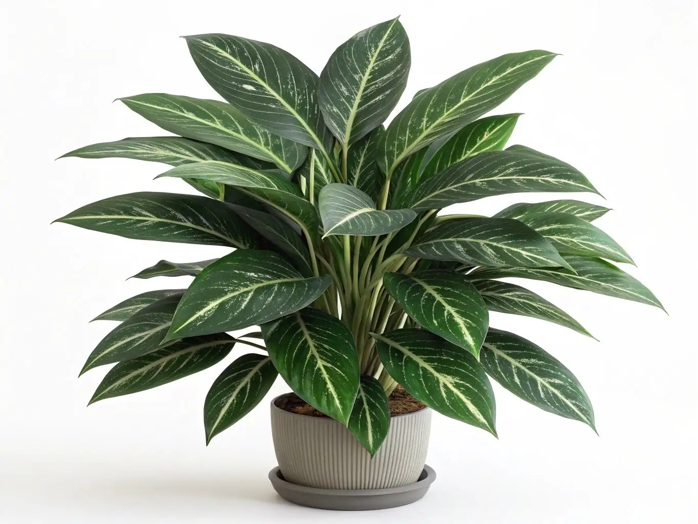 广东万年青 (Aglaonema modestum) — 细节
