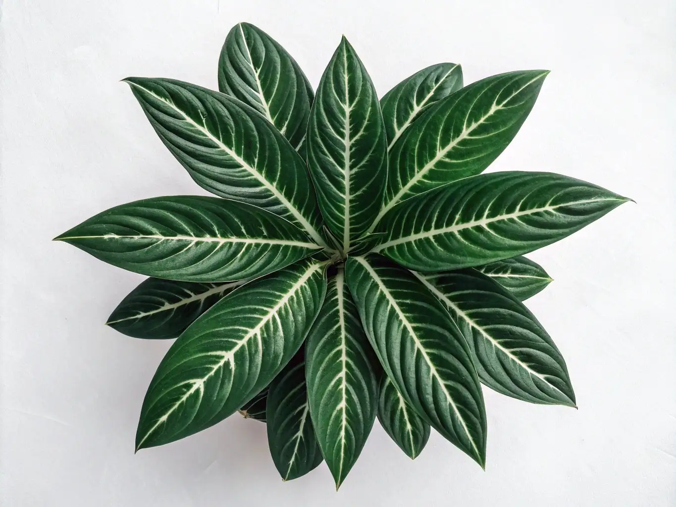 广东万年青 (Aglaonema modestum) — 环境展示