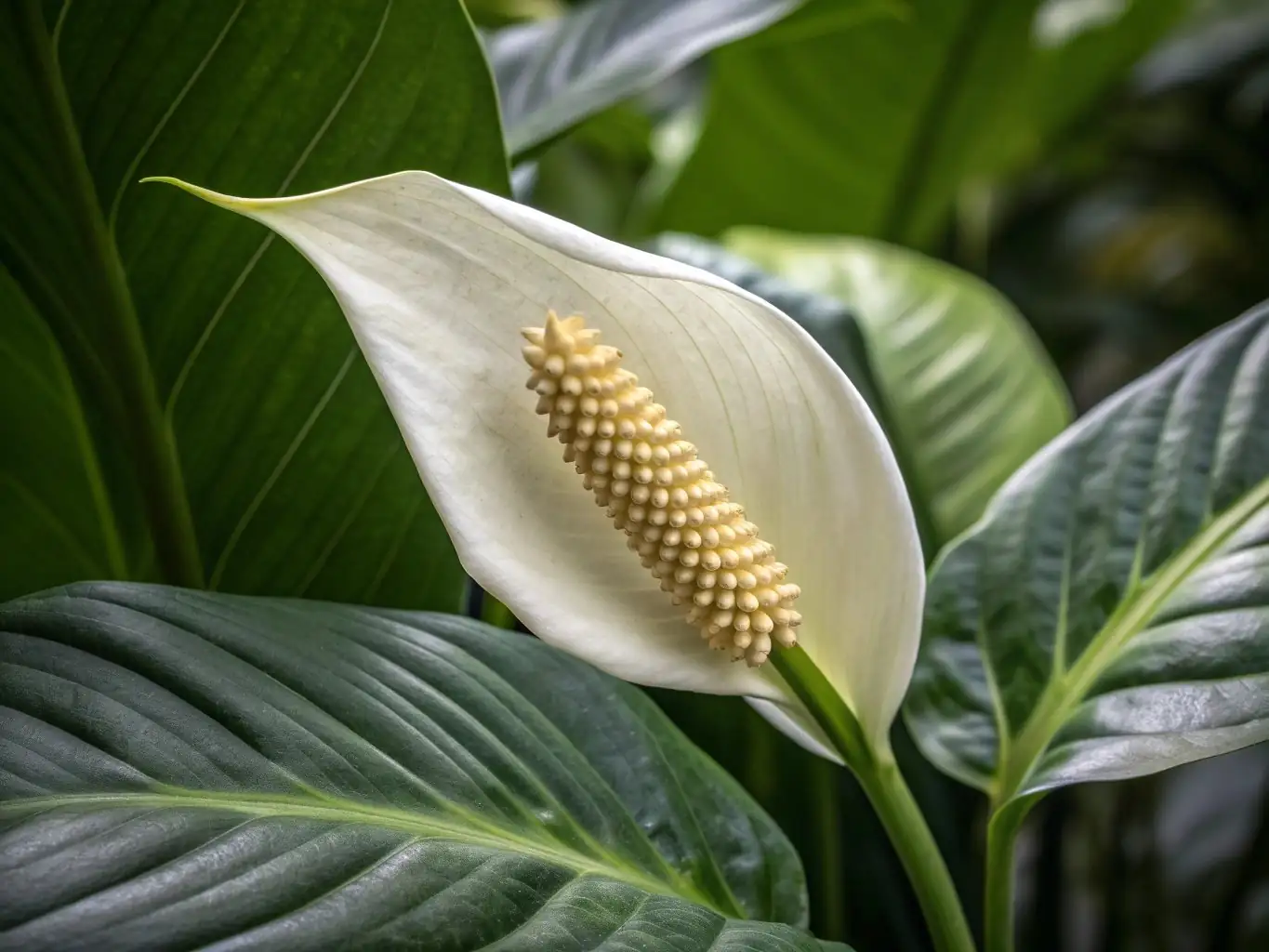 广东万年青 (Aglaonema modestum) — 更多视角