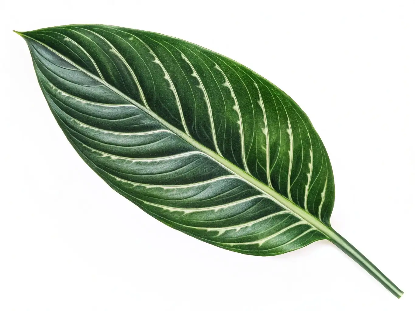 广东万年青 (Aglaonema modestum) — 更多视角