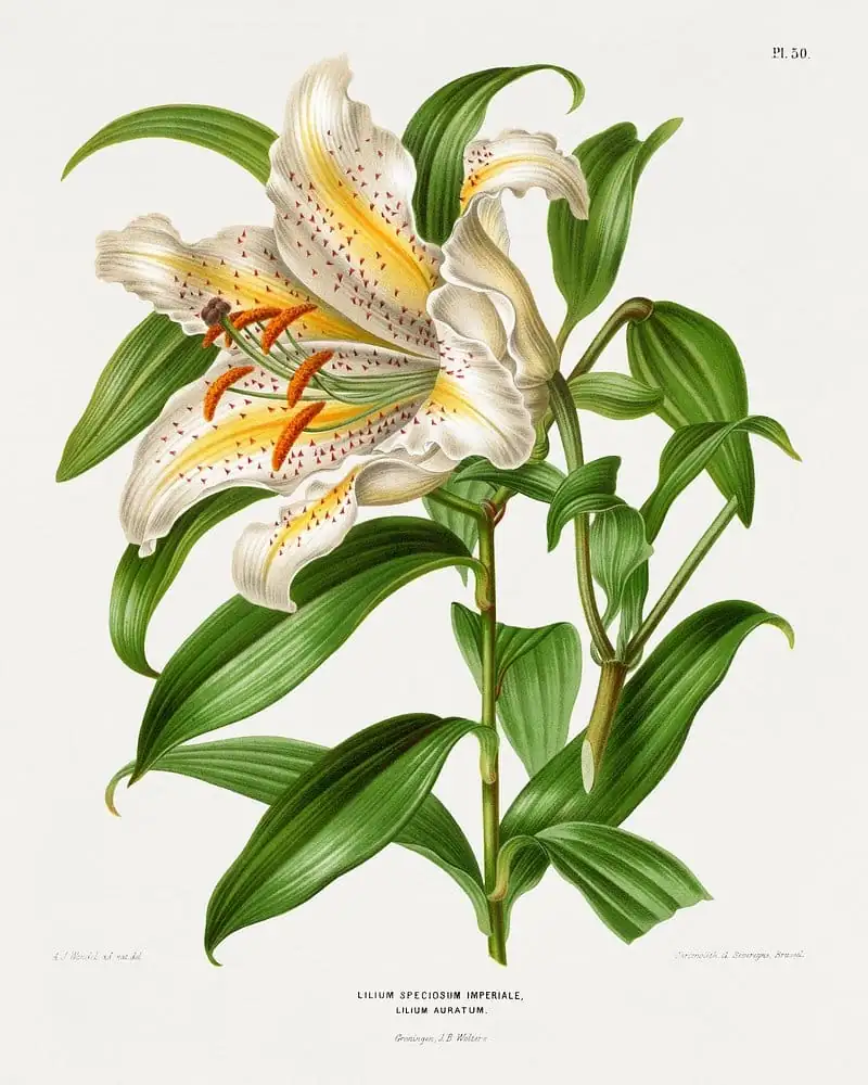百合 (Lilium spp.) — 细节