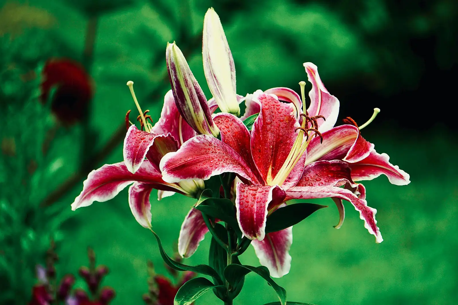 百合 (Lilium spp.) — 环境展示