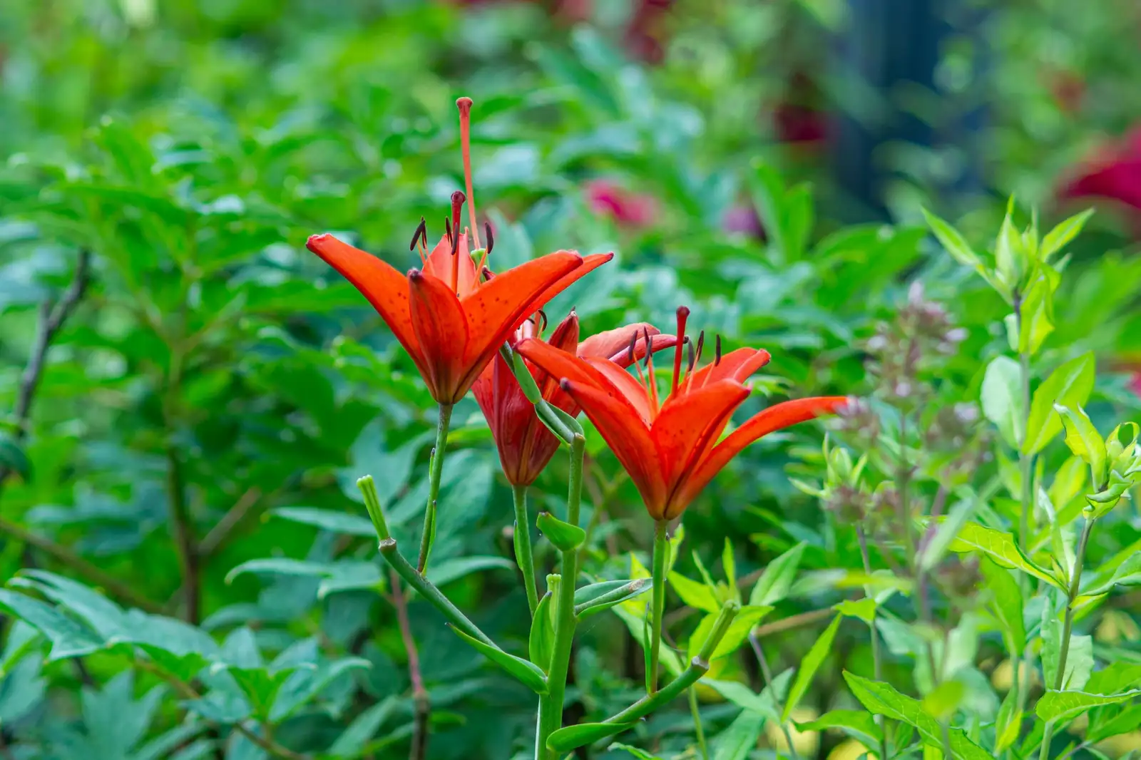 百合 (Lilium spp.) — 更多视角