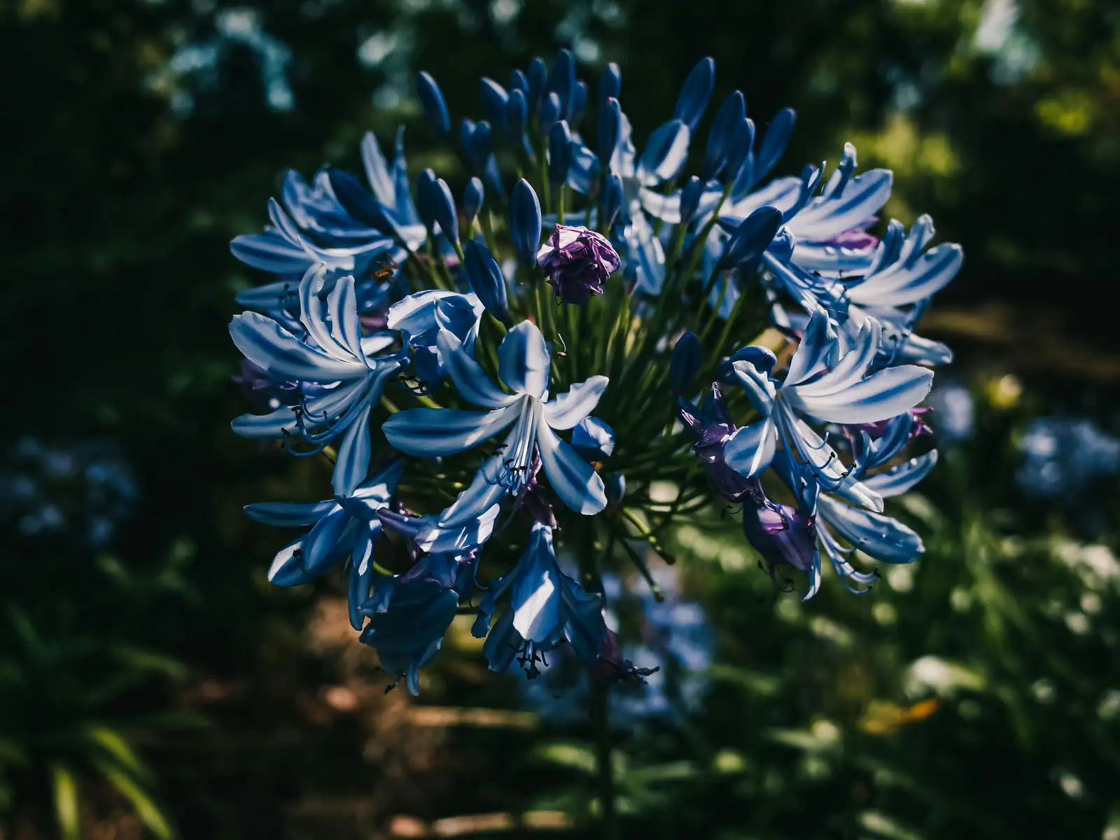 百子莲 (Agapanthus africanus) — 更多视角