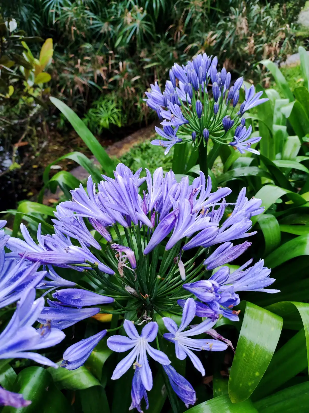 百子莲 (Agapanthus africanus) — 更多视角