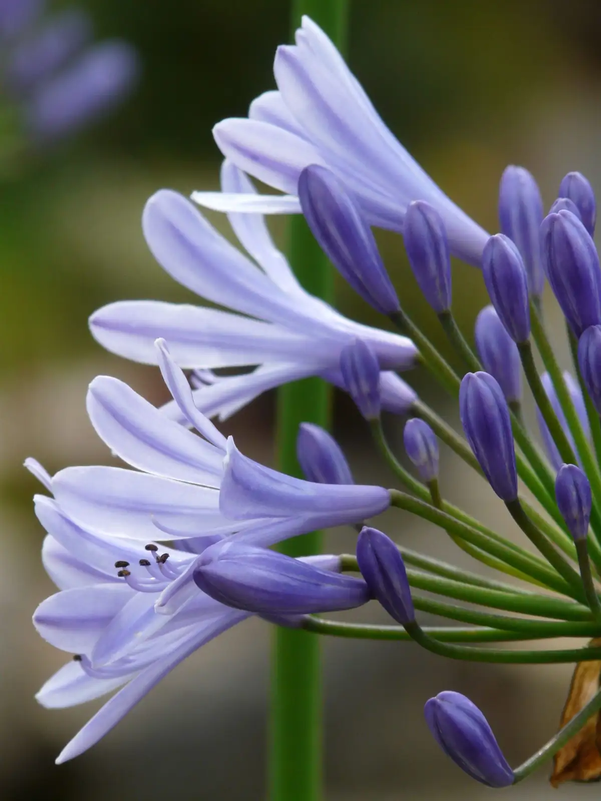 百子莲 (Agapanthus africanus) — 环境展示