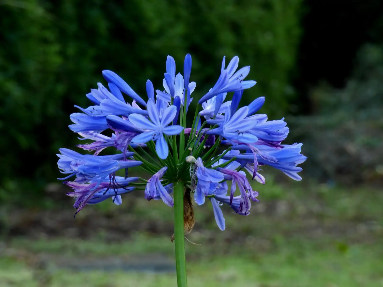 百子莲 (Agapanthus africanus) — 特写