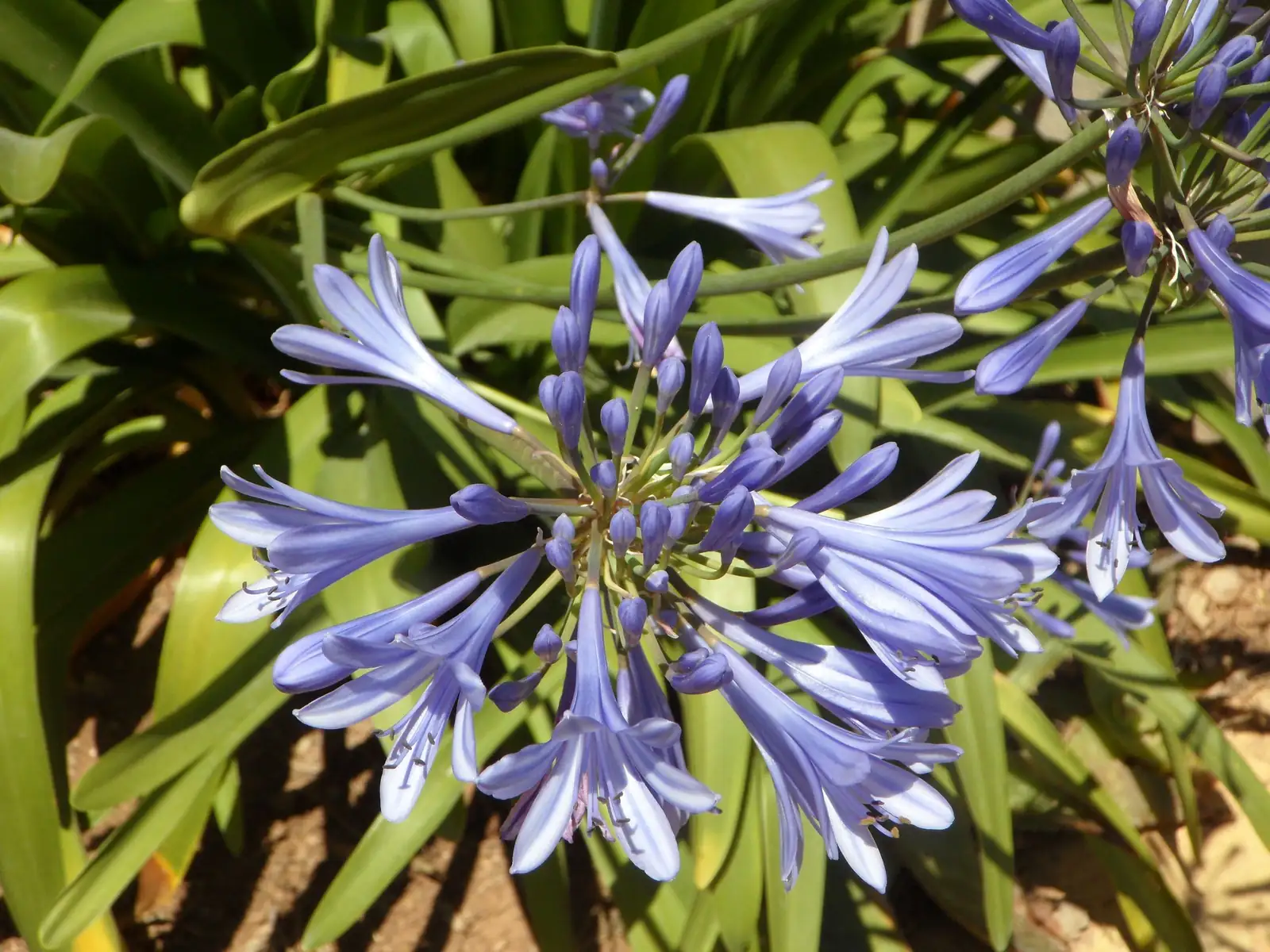 百子莲 (Agapanthus africanus) — 细节