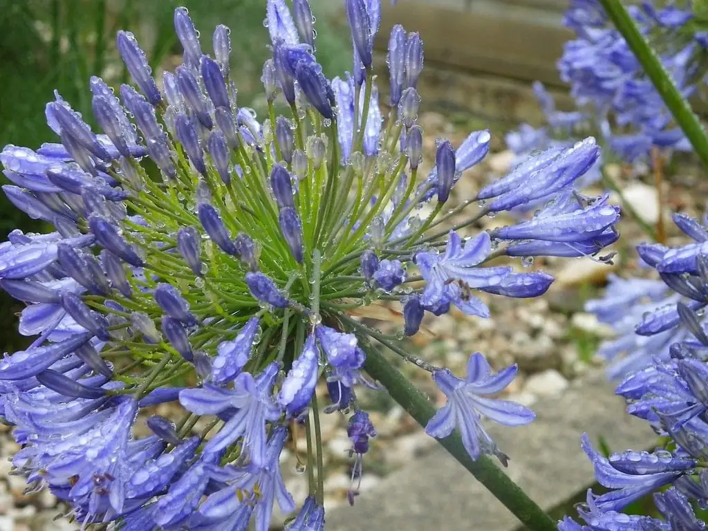 百子莲 (Agapanthus africanus) — 更多视角