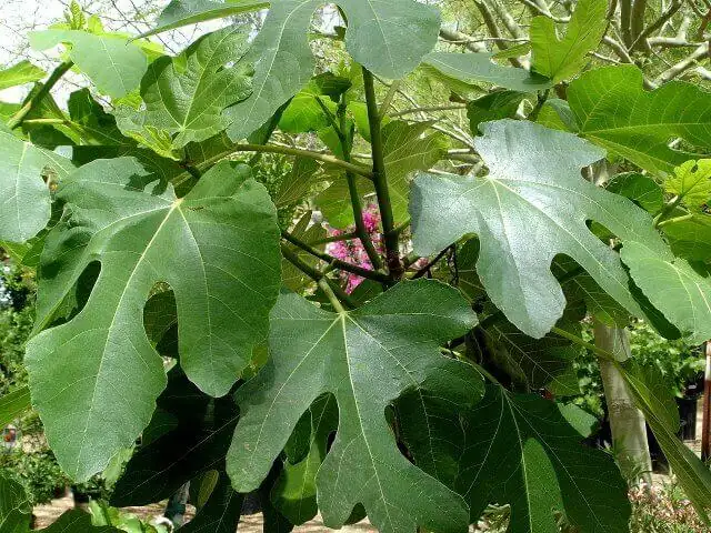 无花果 (Ficus carica) — 特写