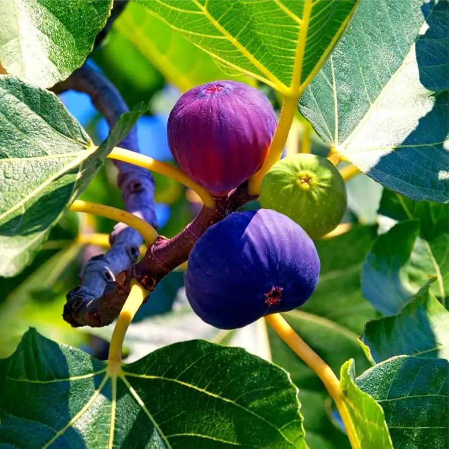 无花果 (Ficus carica) — 细节