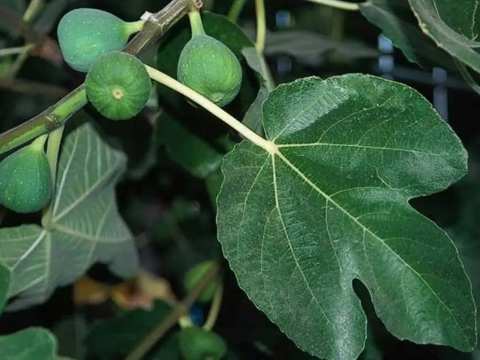 无花果 (Ficus carica) — 更多视角