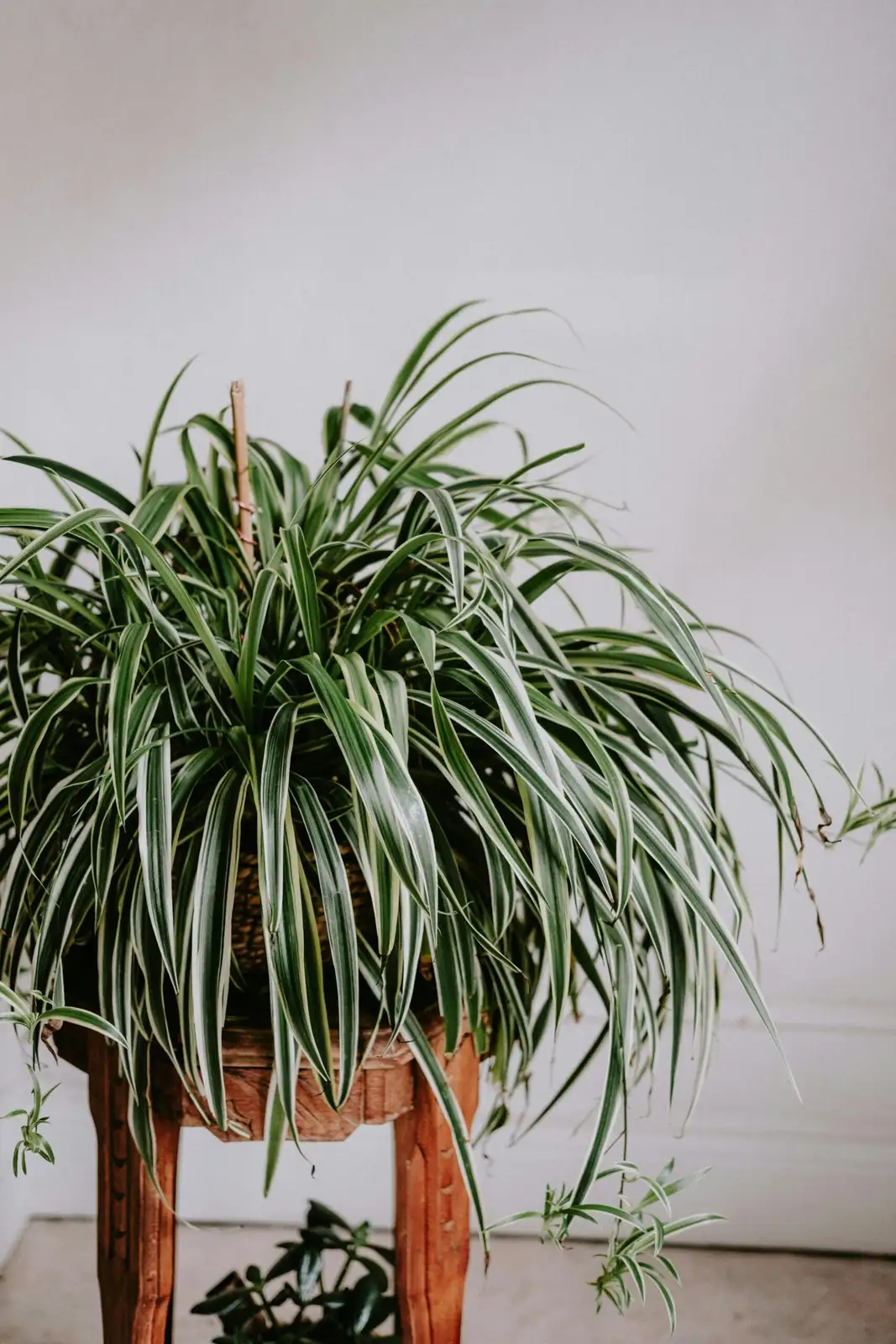 吊兰 (Chlorophytum comosum) 养护 – Oasislink