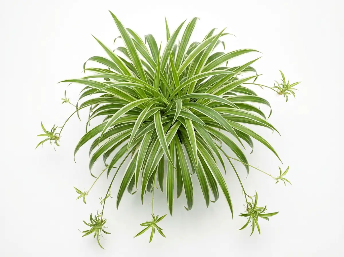 吊兰 (Chlorophytum comosum) 养护 – Oasislink