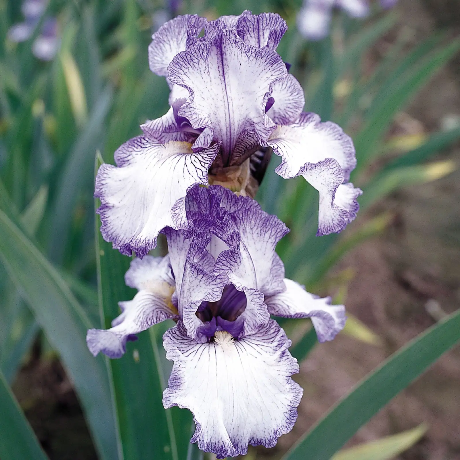 鸢尾 (Iris spp.) — 更多视角