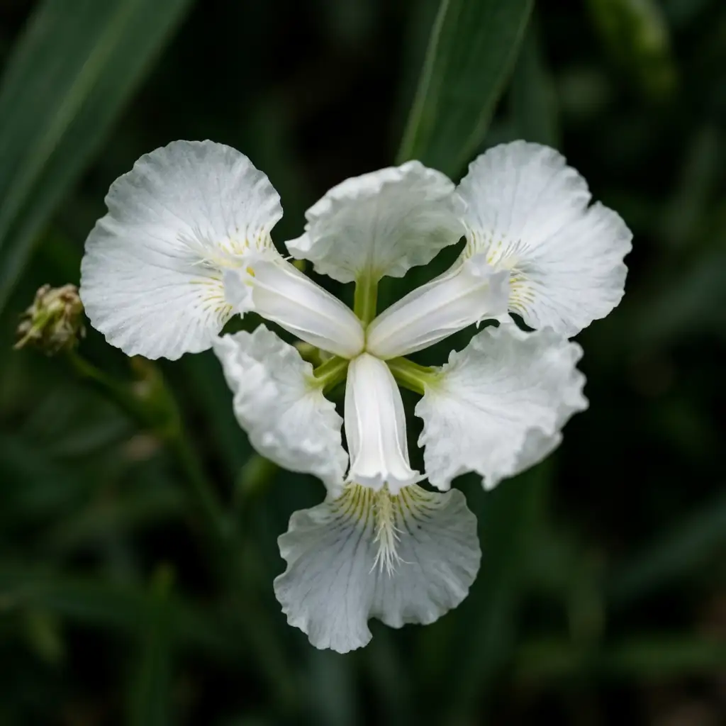 鸢尾 (Iris spp.) — 更多视角