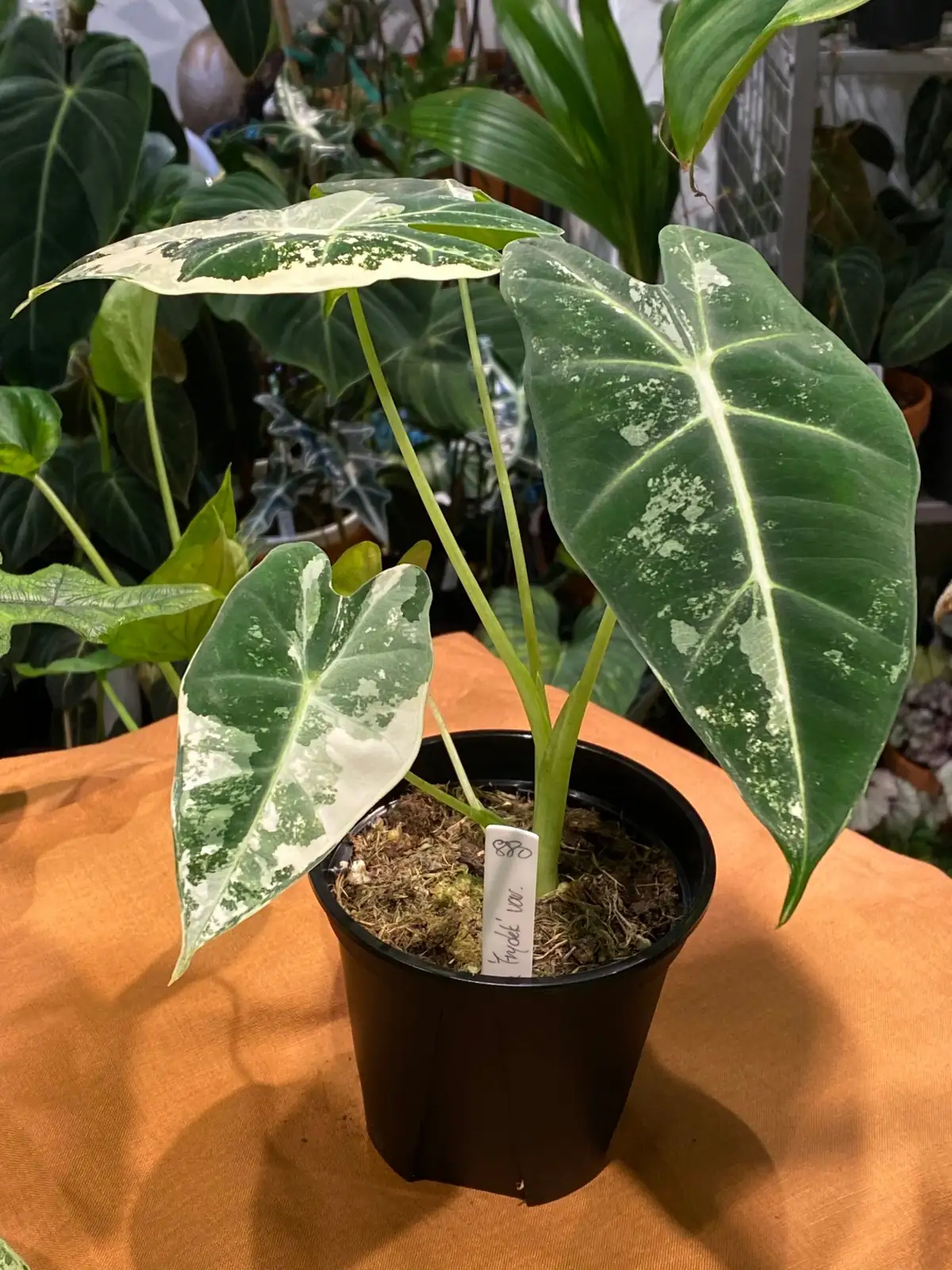 海芋 (Alocasia spp.) — 细节