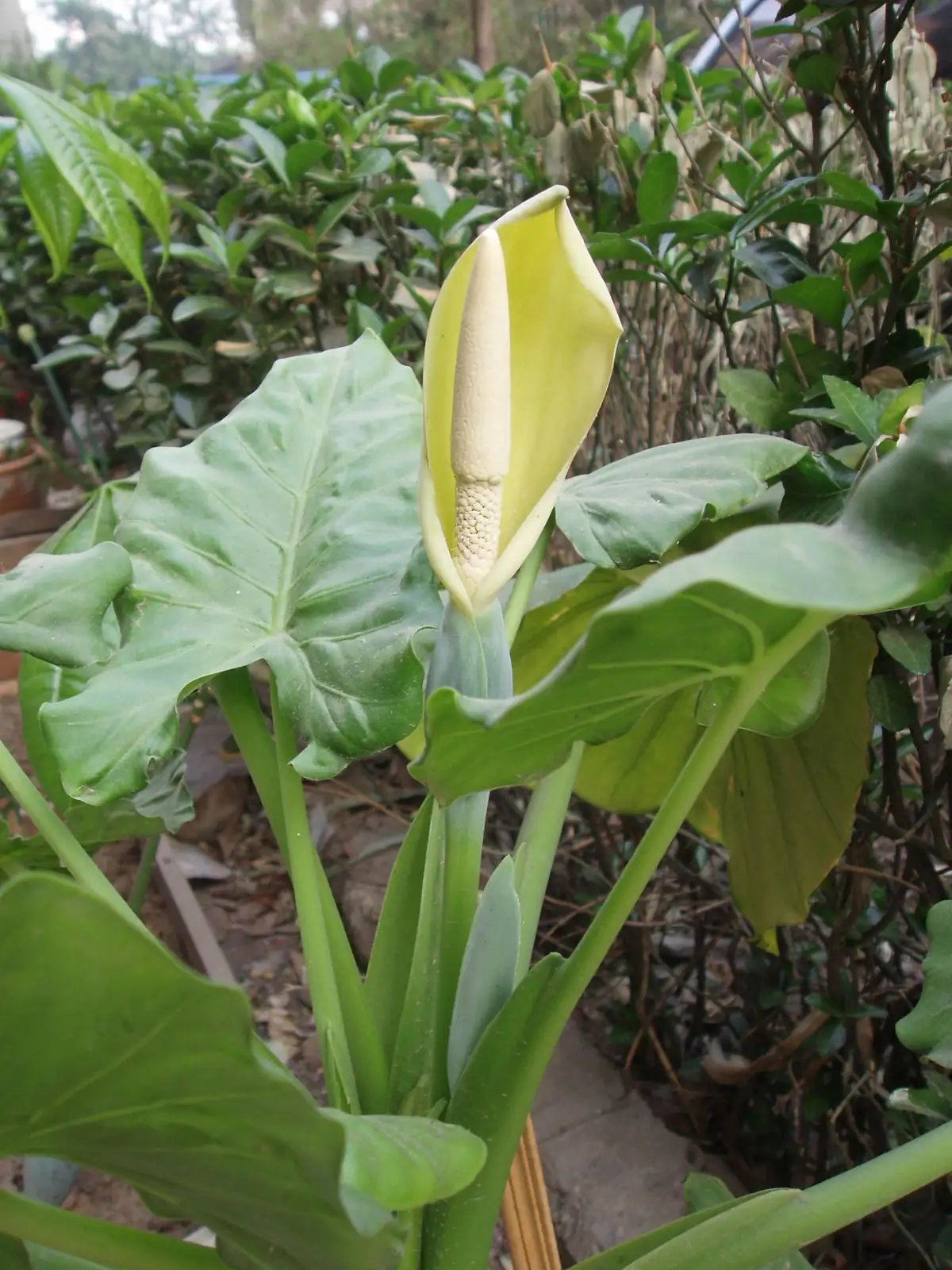 海芋 (Alocasia spp.) — 特写