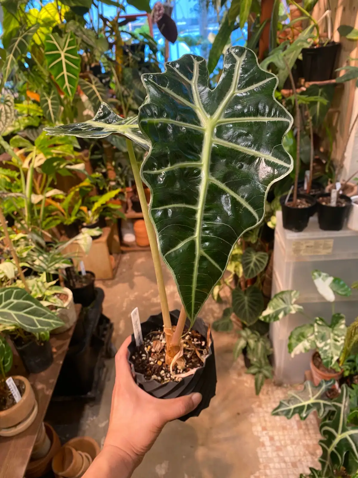 海芋 (Alocasia spp.) — 更多视角