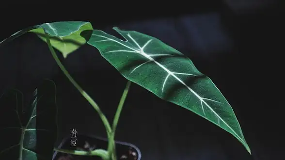 海芋 (Alocasia spp.) — 更多视角