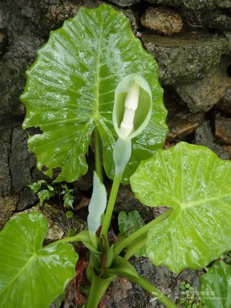 海芋