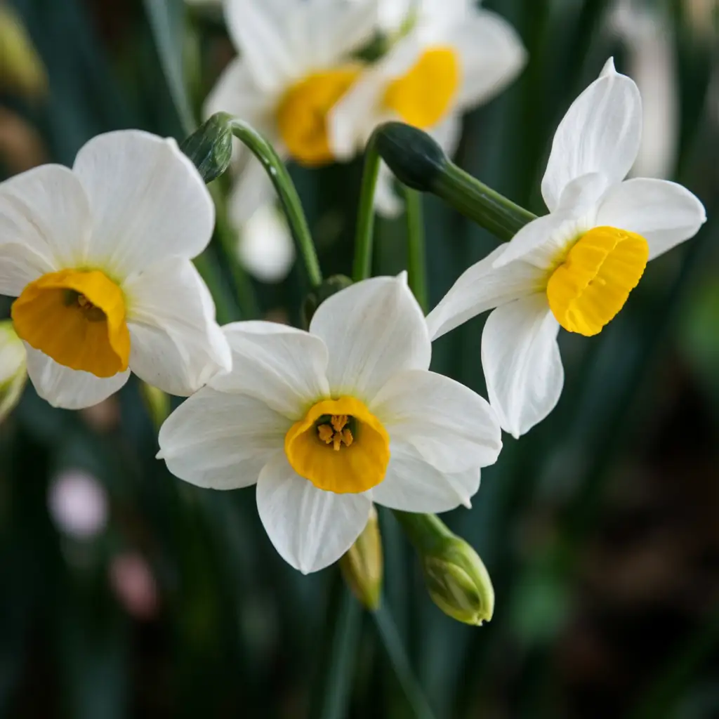 水仙 (Narcissus tazetta) — 更多视角