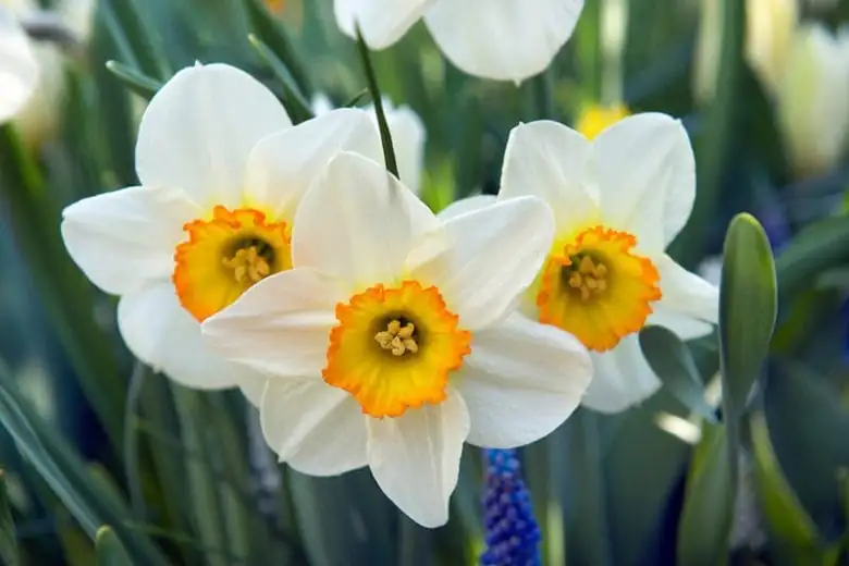 水仙 (Narcissus tazetta) — 环境展示