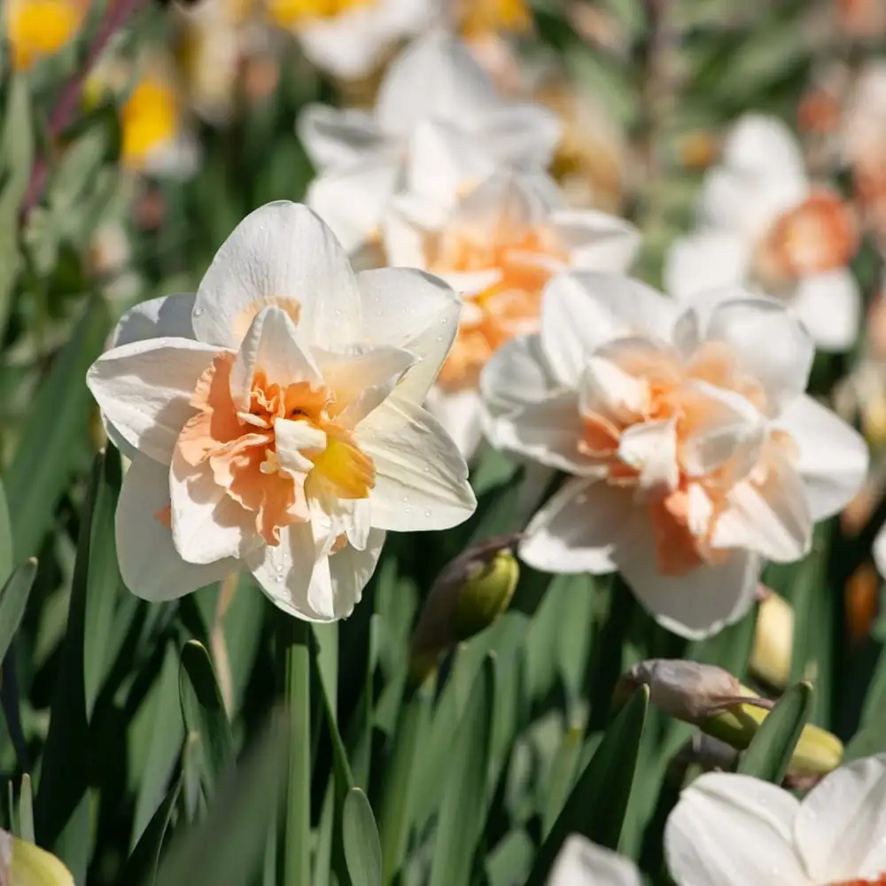 水仙 (Narcissus tazetta) — 细节