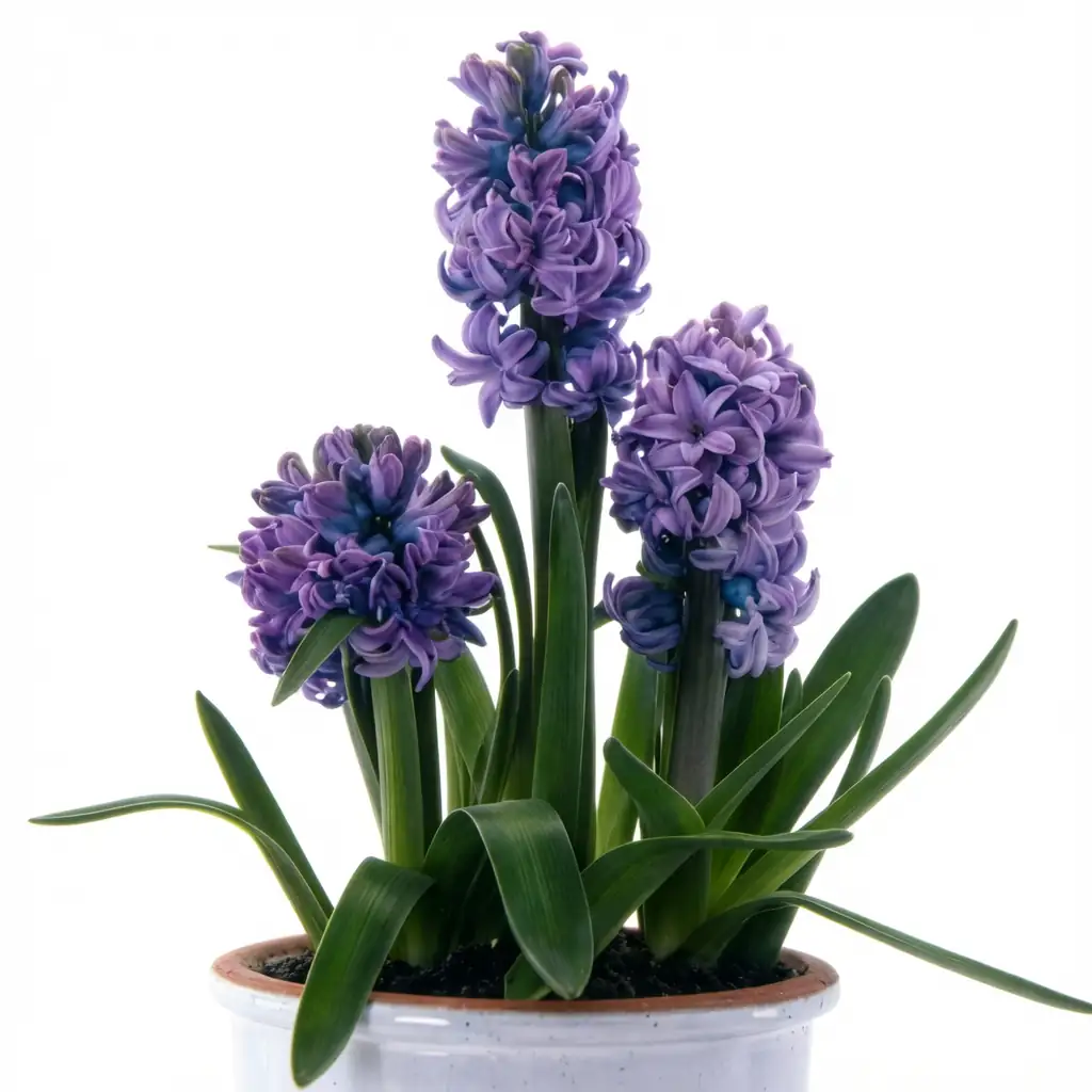风信子 (Hyacinthus orientalis) — 更多视角