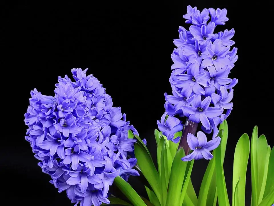 风信子 (Hyacinthus orientalis) — 特写