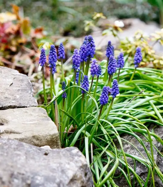风信子 (Hyacinthus orientalis) — 更多视角