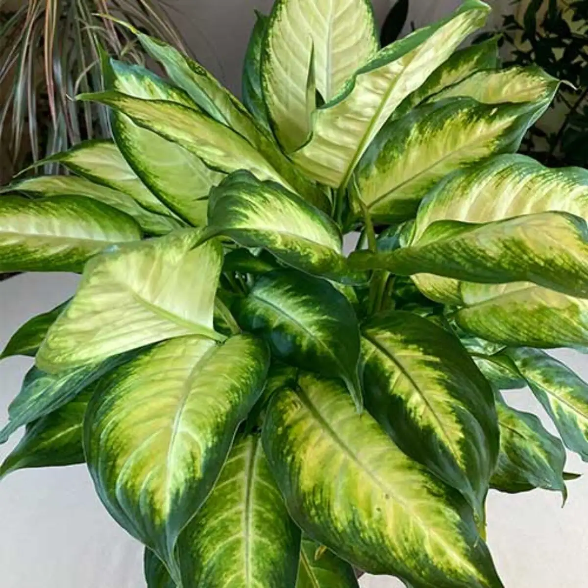 花叶万年青 (Dieffenbachia seguine) — 更多视角