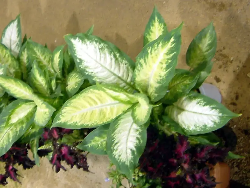 花叶万年青 (Dieffenbachia seguine) — 更多视角