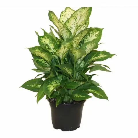花叶万年青 (Dieffenbachia seguine) — 特写