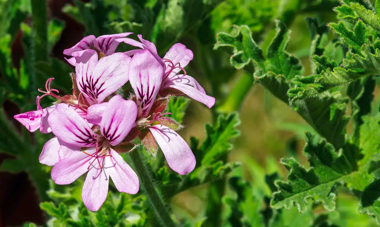 香叶天竺葵 (Pelargonium graveolens) — 更多视角