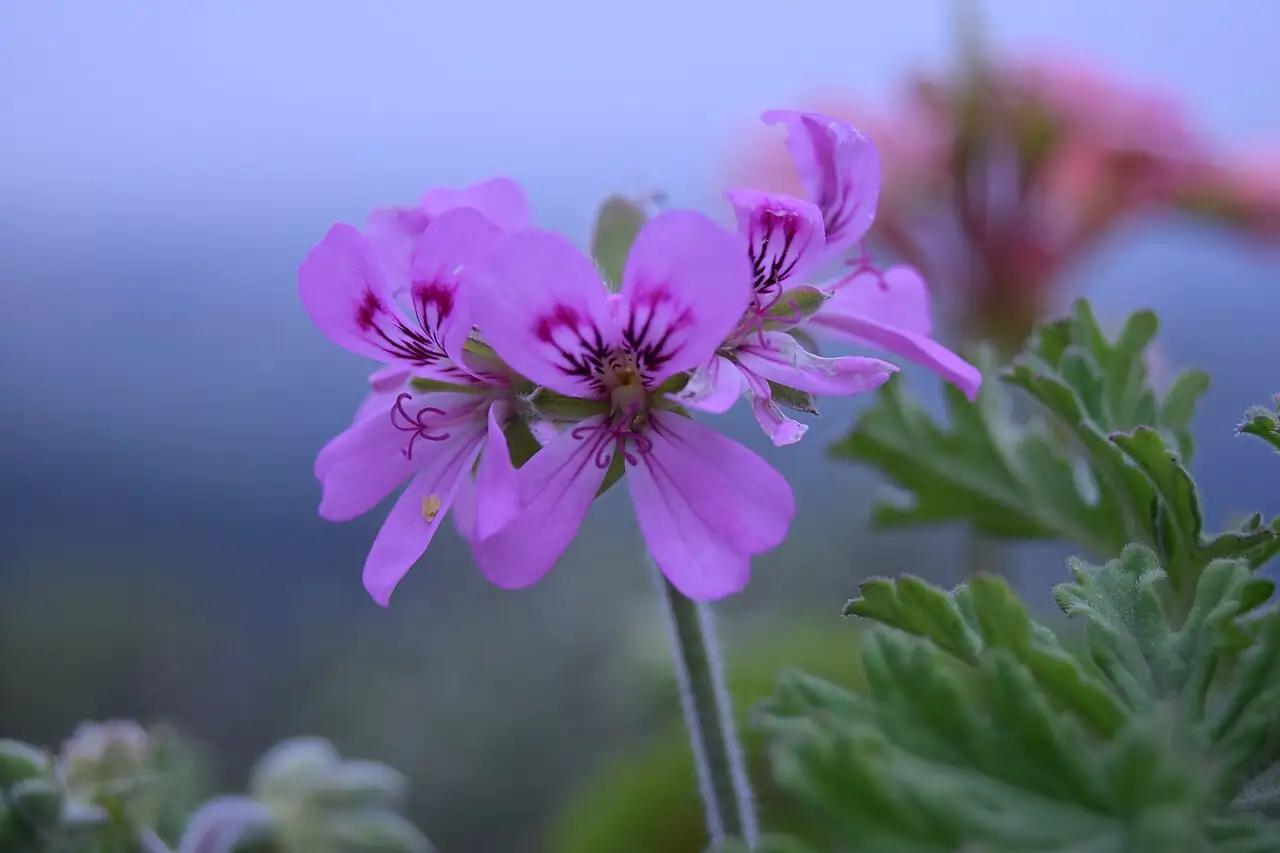 香叶天竺葵 (Pelargonium graveolens) — 细节