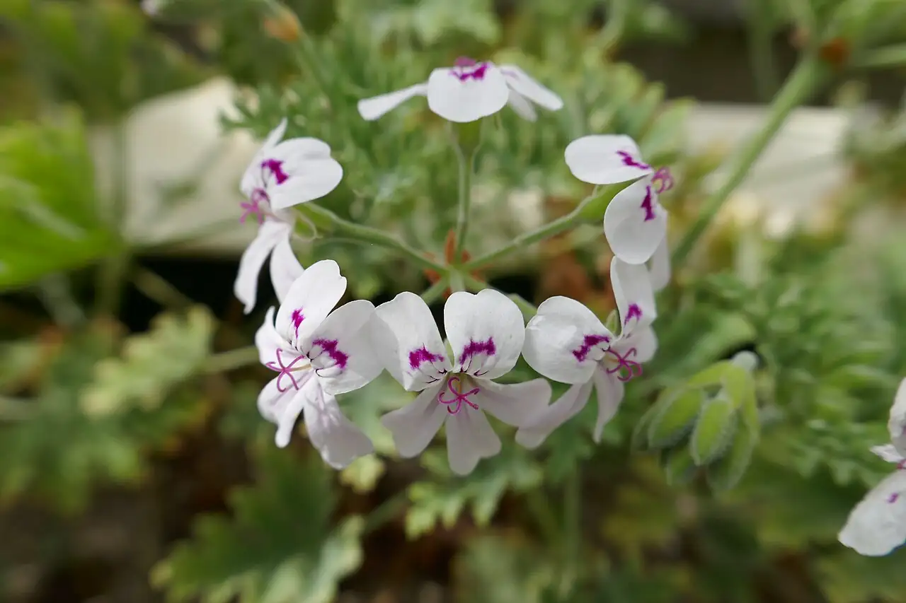 香叶天竺葵 (Pelargonium graveolens) — 更多视角
