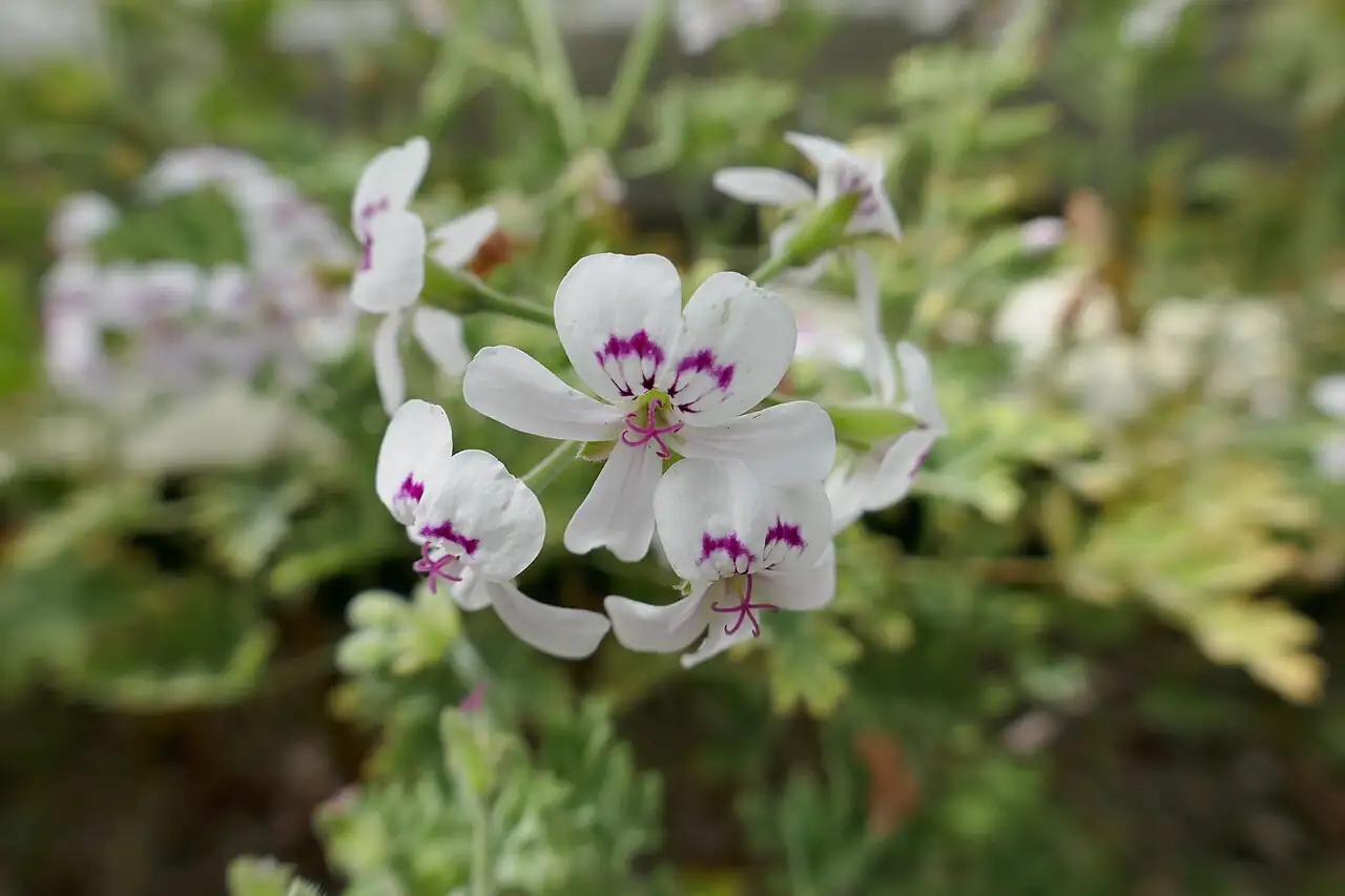 香叶天竺葵 (Pelargonium graveolens) — 更多视角