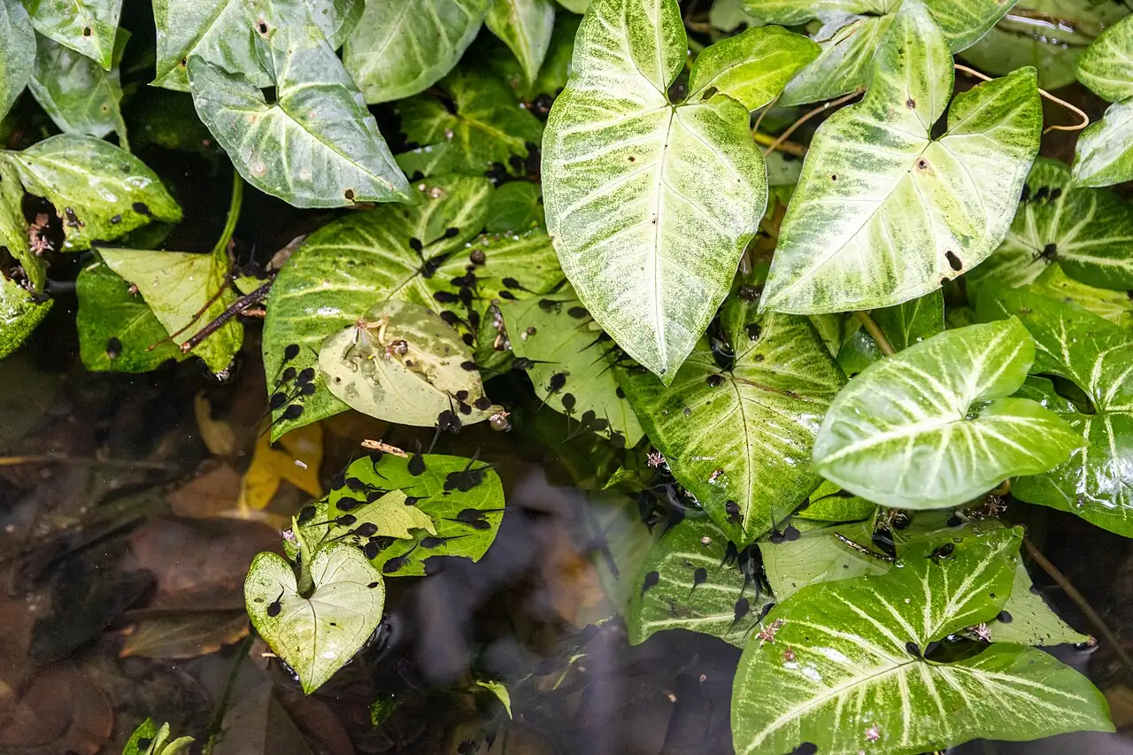 合果芋 (Syngonium podophyllum) — 更多视角