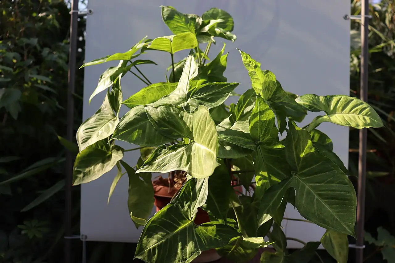 合果芋 (Syngonium podophyllum) — 更多视角