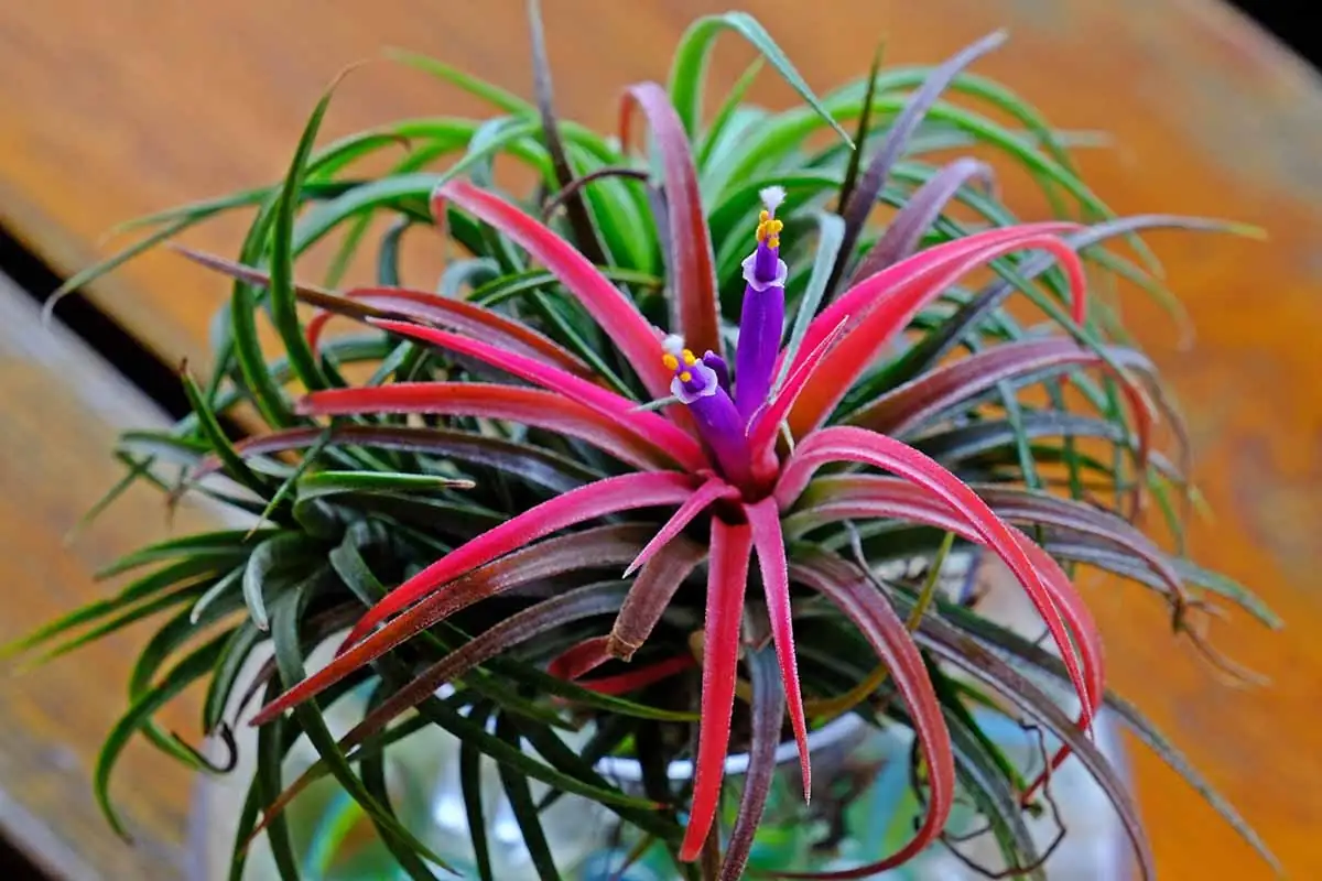 空气凤梨 (Tillandsia spp.) 养护 – Oasislink