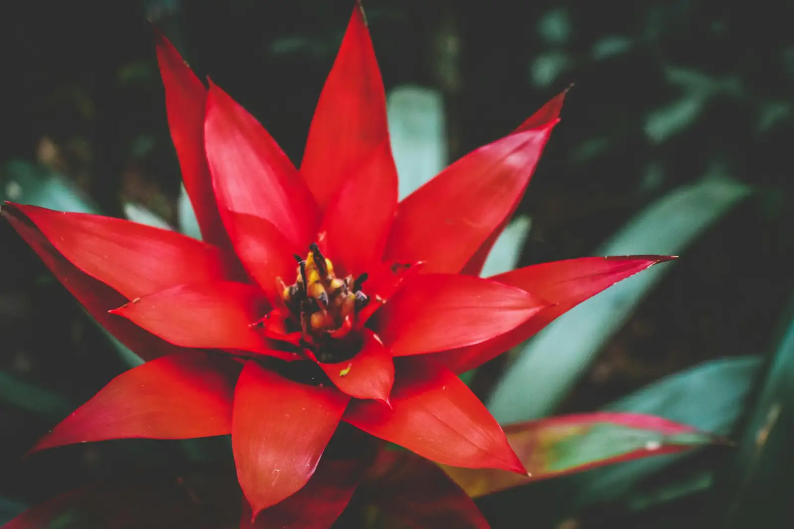 Guzmania (Guzmania insignis) — detalye