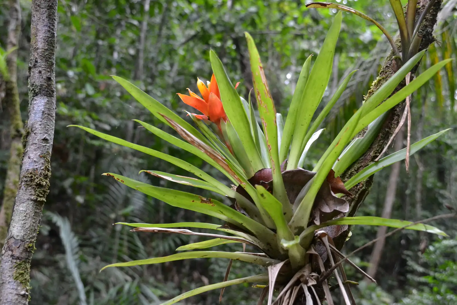 Guzmania (Guzmania insignis) — karagdagang tanaw