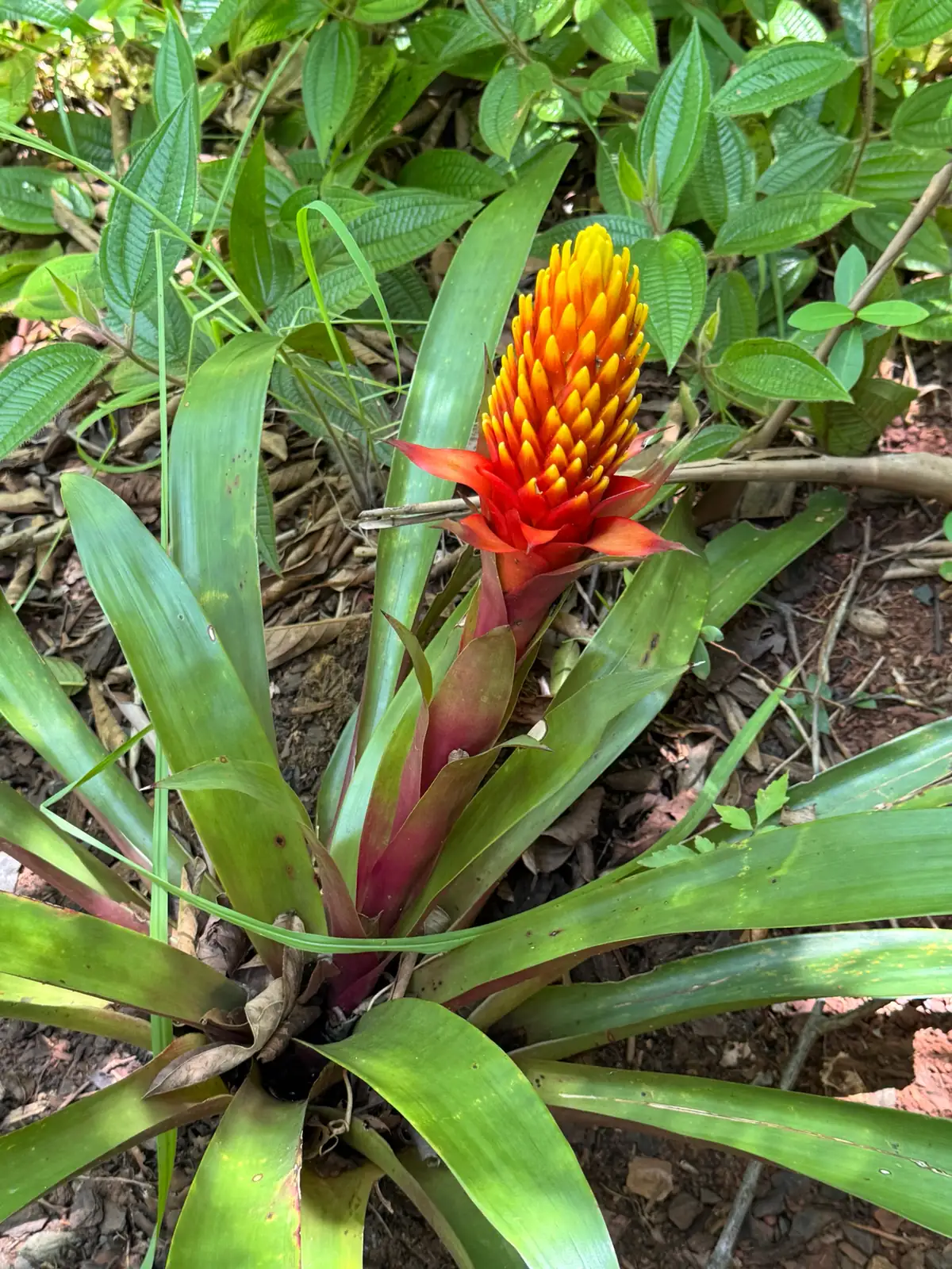 Guzmania (Guzmania insignis) — karagdagang tanaw