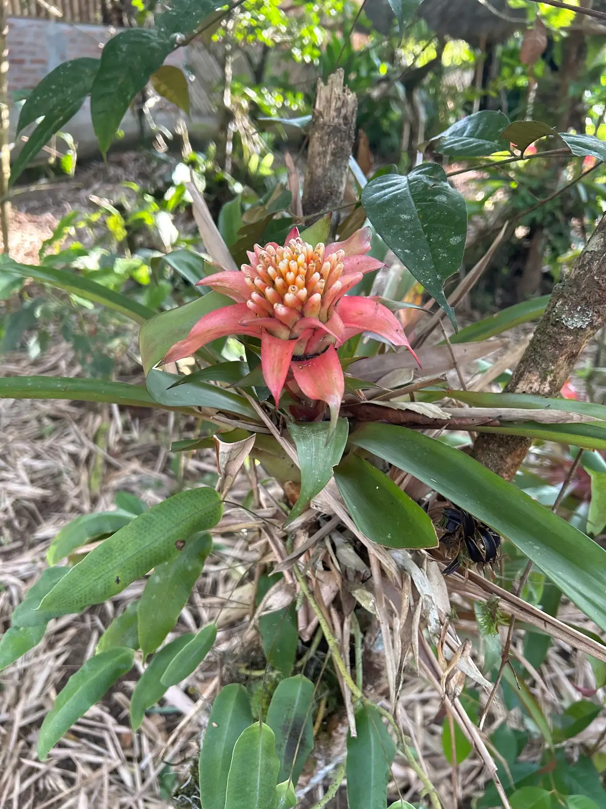 Guzmania (Guzmania insignis) — karagdagang tanaw