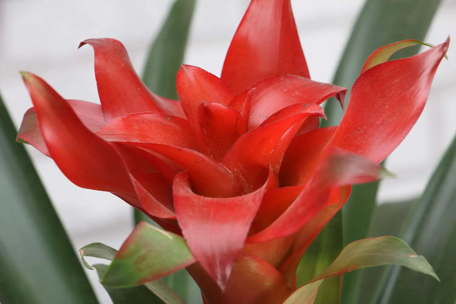 Guzmania (Guzmania insignis) — malapitang kuha