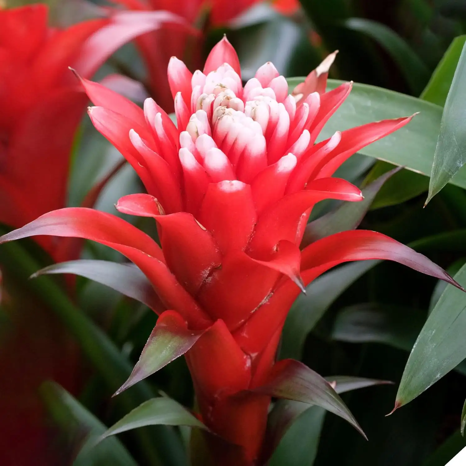 Guzmania (Guzmania insignis) — sa kapaligiran