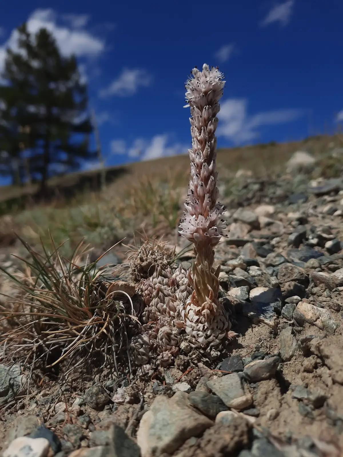 Dunce Cap Succulent (Orostachys furusei) — weitere Ansicht