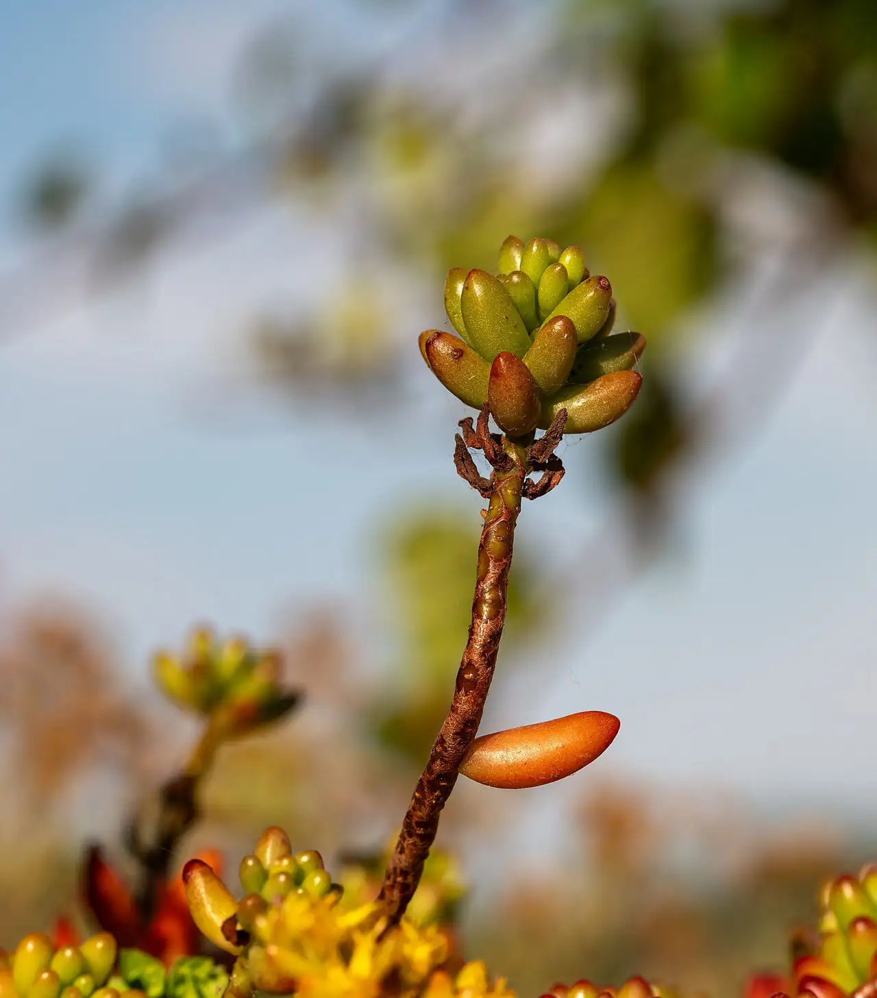 Jelly-Bean-Pflanze (Sedum rubrotinctum) — weitere Ansicht