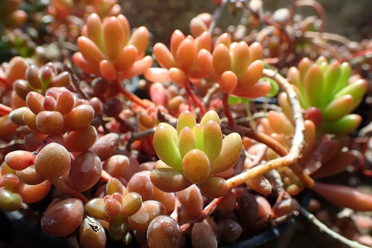 Jelly-Bean-Pflanze (Sedum rubrotinctum) — im Raum